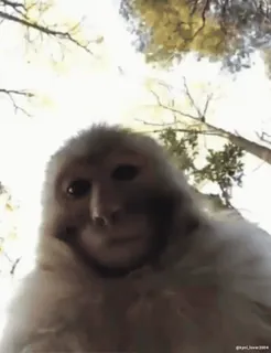 Кто такой @kynik? whatsapp stickers