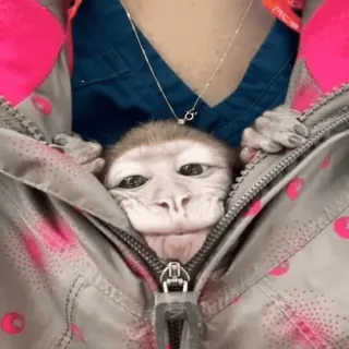 🥰 a0302329 猿, 動物, 可愛い, ペット, 小さい telegram sticker