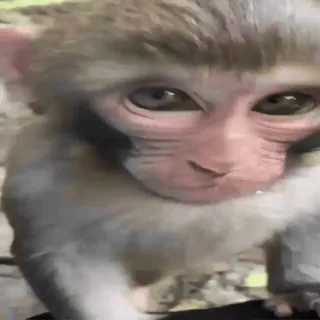 🐵 a31ad0a3 猿, 動物, かわいい, 哺乳類, 霊長類 telegram sticker