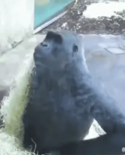 🤓 a412b0d1 ゴリラ, 動物, 動物園, 哺乳類, 野生動物 telegram sticker