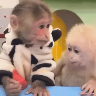 Кто такой @kynik? whatsapp stickers