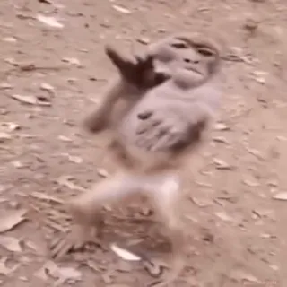 Кто такой @kynik? telegram stickers