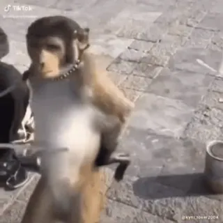 🐵 c86fc5e7 猿, 動物, ダンス, TikTok, ビーズ telegram sticker