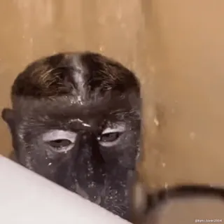 Кто такой @kynik? telegram stickers