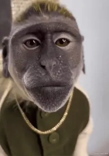 Кто такой @kynik? whatsapp stickers