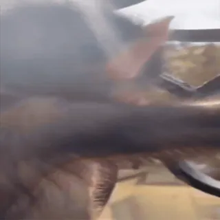 😟 daf9754a telegram sticker