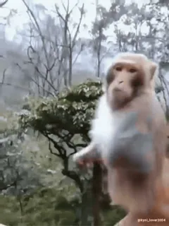 😱 dc51f254 猿, 動物, 野生動物, 自然 telegram sticker