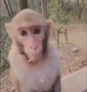 🐵 f61812a1 猿, 動物, 可愛い, 野生動物, 自然 telegram sticker