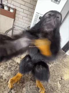 🥶 fc9fe90d telegram sticker