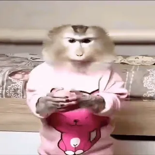 🤨 0ce5f7fc Affe, Tier, süß, lustig, Primaten, Säugetier telegram sticker