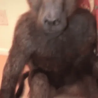 🤪 104ebc9c Gorilla, Tier, Affe, Primat, Wildtier, Säugetier telegram sticker