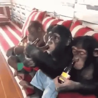 🍻 40d7363b Schimpansen, Trinken, Bier, Tiere, Affen telegram sticker