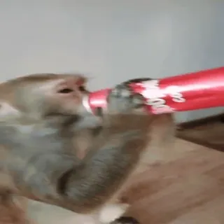 🥤 6223fabd Affe, Tier, Trinken, Menschenaffe, Dose, Säugetier telegram sticker