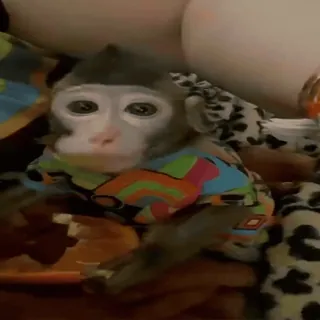 🍴 6f70756b Affe, Tier, niedlich, Primat, Shirt telegram sticker