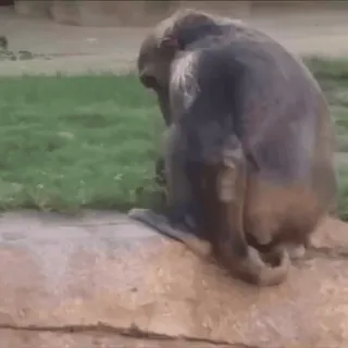 💩 bb35bae8 tier, affe, wildtiere, natur, affe telegram sticker