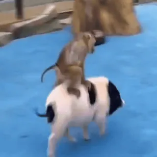 🇺🇦 bc0081db Affe, Schwein, Tiere, Freundschaft, Reiten telegram sticker