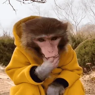 🤔 bcb63a75 Affe, Tier, gelber Hoodie, nachdenklich, Natur telegram sticker