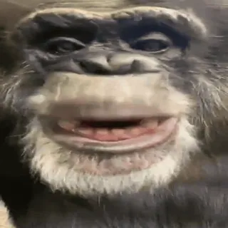 🤪 f26f180d Affe, Schimpanse, Tier, Primaten, Affe, Wildtier telegram sticker