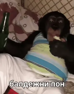 😎 64f68bc3 балдежни пон 猴子, 酒精, 猿, 表情包, 动物 whatsapp sticker