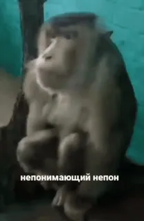 🤯 67ba98aa непонимающий непон 猴子, 动物, 表情包, 俄语, 困惑 whatsapp sticker