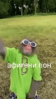 😎 6b28b719 афигени пон 猴子, 太阳镜, 动物, 表情包 whatsapp sticker