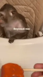 брудне минуле філхеса telegram stickers