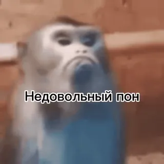 😠 eb278d50 Недовольный пон 猴子, 不满, 猿 whatsapp sticker