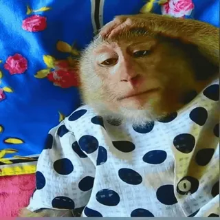 🤦‍♀️ 111e4eb0 обезьяна, животное, примат, милый, одежда, портрет telegram sticker