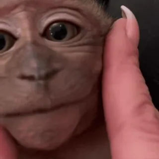 😊 2ce81966 обезьяна, животное, примат, милый, питомец telegram sticker