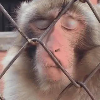 😴 4f3f9fb0 обезьяна, животное, грустный, клетка, дикая природа, в неволе telegram sticker
