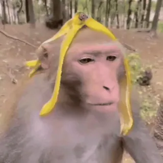 🤤 58aecf0a обезьяна, банан, смешной, животное, милый telegram sticker