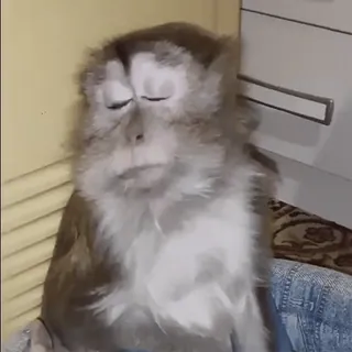 😒 5904dc5e обезьяна, животное, человекообразная обезьяна, примат, милый, млекопитающее telegram sticker