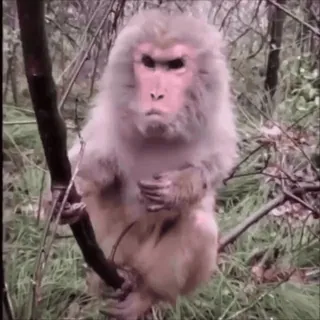 😡 6ab96e1b обезьяна, животное, природа, дикая природа, примат telegram sticker