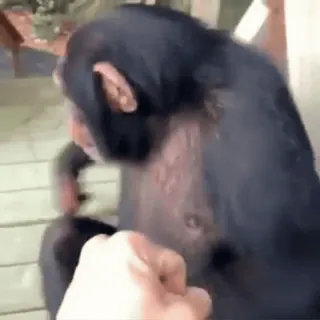 👊 a1cc676f шимпанзе, обезьяна, человекообразная обезьяна, примат, животное, агрессия telegram sticker