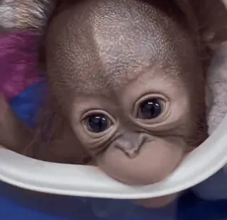 😞 c6710e91 орангутан, животное, детеныш, милый, примат, млекопитающее telegram sticker