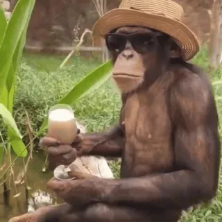 🍹 f12f287a обезьяна, шимпанзе, шляпа, солнцезащитные очки, напиток, животное telegram sticker