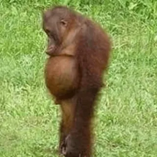 ☹️ 1c357cc0 สัตว์, ลิง, อุรังอุตัง, ลิงไม่มีหาง, ไพรเมต telegram sticker