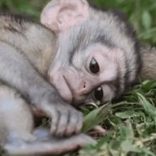 cutie monkey by irin^∇^ telegram stickers