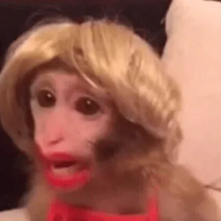 cutie monkey by irin＾∇＾ whatsapp stickers