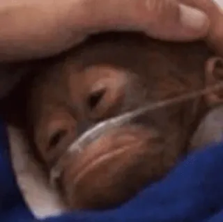 🤒 d96ea556 สัตว์, ลิง, เด็ก, น่ารัก, อุรังอุตัง telegram sticker