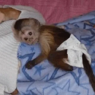 cutie monkey by irin^∇^ telegram stickers