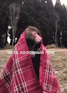 🥶 12390b17 чота холодный пон 猴子, 冷, 毯子, 动物, 冬天, 雪 telegram sticker
