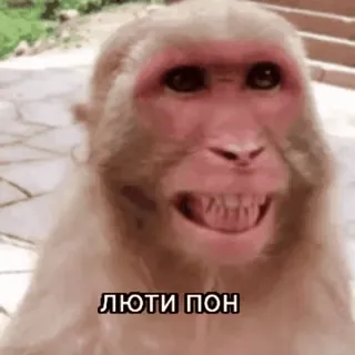 🤩 6f7329a7 ЛЮТИ ПОН 猴子, 动物, 表情包, 搞笑 telegram sticker