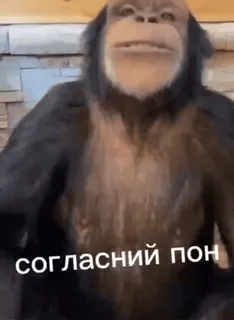 😙 7b3dd38b согласний пон 猴子, 猿, 文本, 俄语 telegram sticker