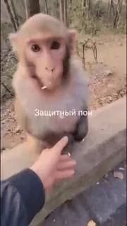 🧟 7dc34c68 Защитный пон 猴子, 动物, 手, 喂食, 可爱 telegram sticker
