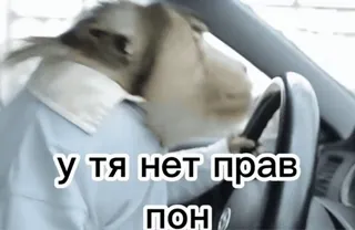 💀 bc150d2f у тя нет прав пон 驾驶, 狗, 梗, 汽车, 俄罗斯 telegram sticker