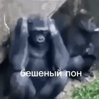 🤯 0590cf32 бешеный пон gorila, animais, macacos, texto, russo, meme telegram sticker