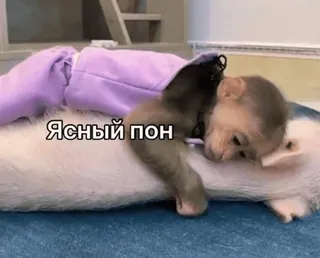 🐵 9bae1b05 ЯСНЫЙ ПОН macaco, porco, animais, fofo, amizade telegram sticker