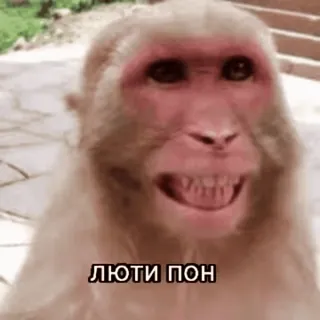 😄 a712a5f9 ЛЮТИ ПОН macaco, animal, meme, russo telegram sticker