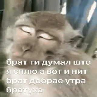 🐵 0105a124 брат ти думал што я сплю а вот и нит брат добрае утра братуха scimmia, dormire, meme, russo, battuta, animale telegram sticker